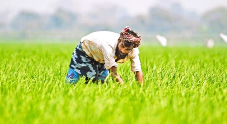 কৃষিঋণ মওকুফে যে সুবিধা পাবেন দরিদ্র কৃষকেরা